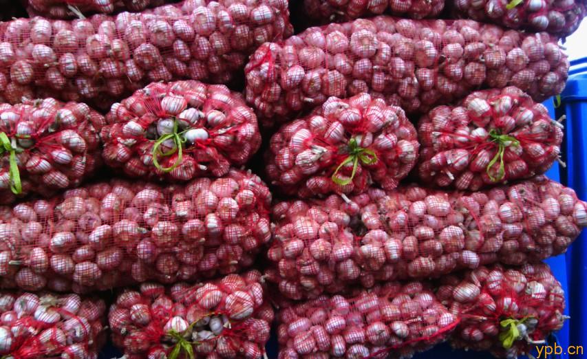 沙镇大蒜种植代收基地