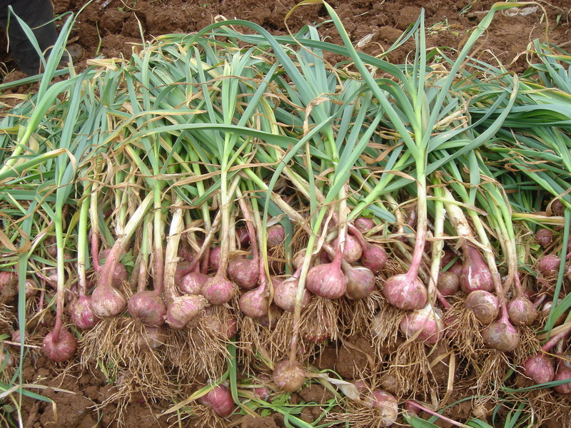 云南联经特产贸易有限公司